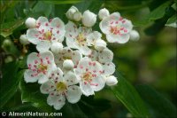 Crataegus monogyna