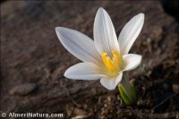 Crocus nevadensis