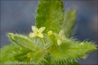 Cruciata pedemontana