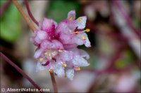 Cuscuta epithymum