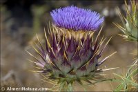 Cynara cardunculus
ssp flavescens