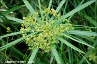 Cyperus alternifolius subsp. flabelliformis