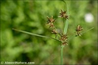 Cyperus longus