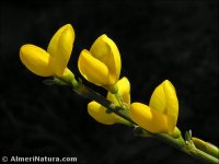 Cytisus galianoi