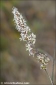 Dactylis glomerata
ssp hispanica
