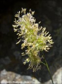 Dactylis glomerata
ssp juncinella