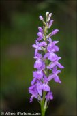 Dactylorhiza elata