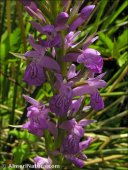 Dactylorhiza x dubreuilhii