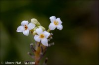 Daphne gnidium