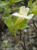 Datura ferox