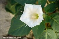 Datura innoxia