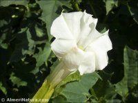 Datura stramonium