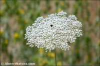 Daucus carota
subsp. maximus