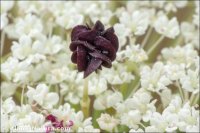 Daucus carota
subsp. maximus