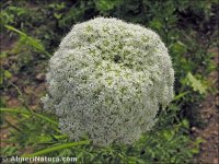 Daucus carota
ssp sativus