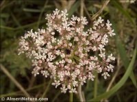 Daucus carota