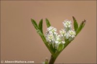 Daucus durieua