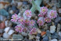 Daucus pumilus