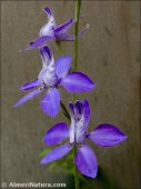 Delphinium ajacis