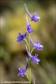 Delphinium gracile