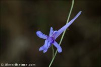 Delphinium gracile