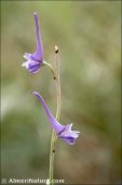 Delphinium gracile