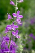 Delphinium orientale