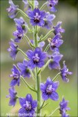 Delphinium staphisagria