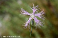 Dianthus broteri