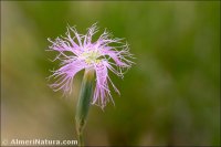 Dianthus broteri