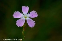 Dianthus charidemi