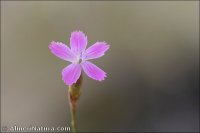 Dianthus charidemi