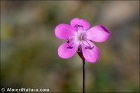 Dianthus pungens subsp. brachyanthus