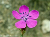 Dianthus pungens subsp. hispanicus