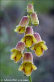 Digitalis obscura