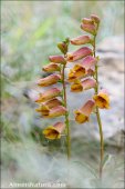 Digitalis obscura