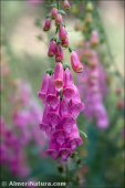 Digitalis purpurea var. nevadensis