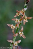 Dipcadi serotinum