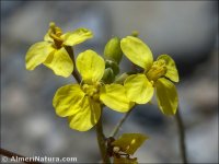Diplotaxis catholica