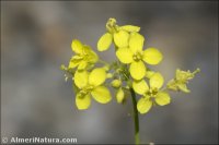 Diplotaxis harra
ssp lagascana