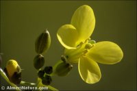 Diplotaxis ilorcitana