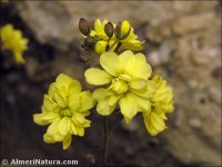 Diplotaxis ilorcitana