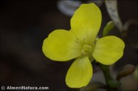 Diplotaxis siettiana