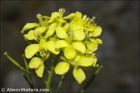 Diplotaxis virgata