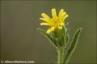 Dittrichia graveolens