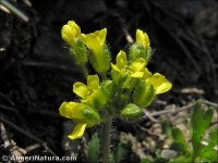 Draba hispanica
ssp laderoi