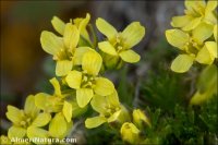 Draba hispanica