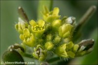 Draba lutescens
