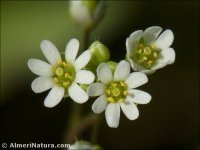 Draba verna