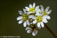 Draba verna